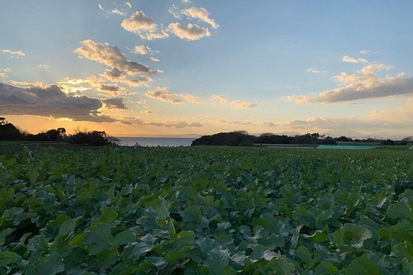 Rich and bast agricultural field of the Miura Peninsula and the Pacific Ocean seen from a bus window 3