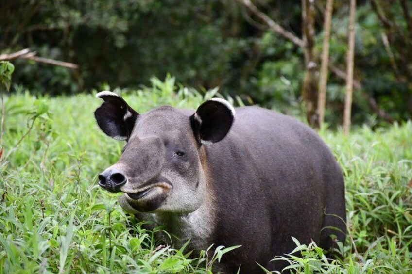 Tapir Valley Nature Reserve Experience Bijagua 4