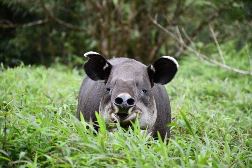Tapir Valley Nature Reserve Experience Bijagua 5
