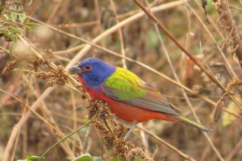 Painted Bunting 5