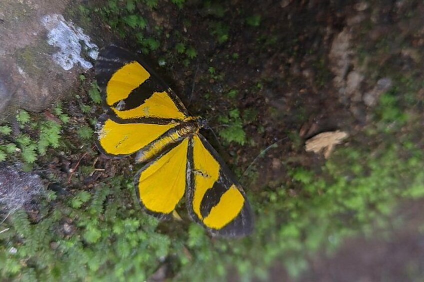 Smicropus laeta 5