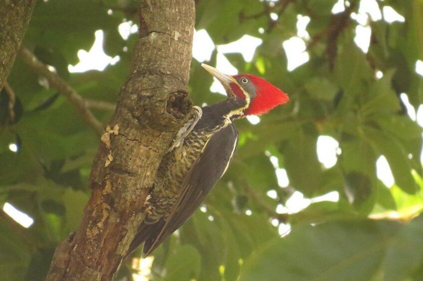Lineated Woodpecker 2
