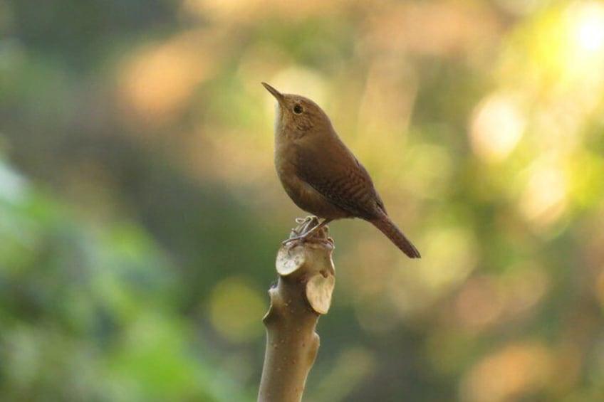 Southern House Wren 2