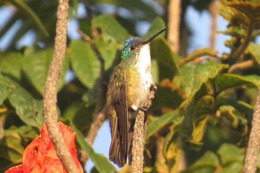 Azure-crowned Hummingbird 4