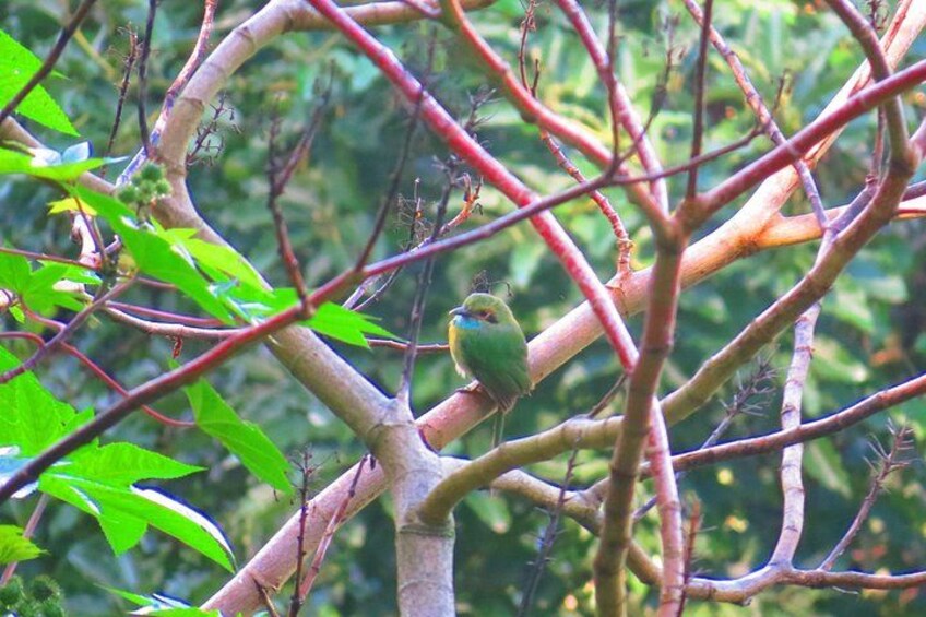 Blue-throated Motmot 4