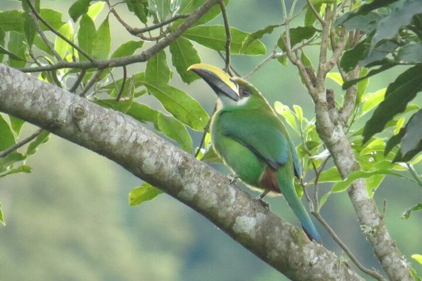 Northern Emerald Toucanet 2