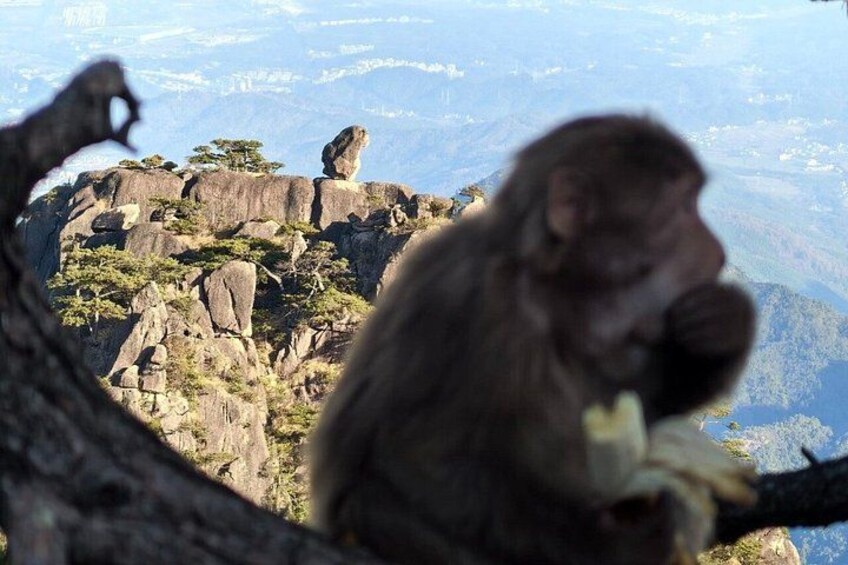 A monkey sitting on a tree branch with a mountainous landscape in the background. 1