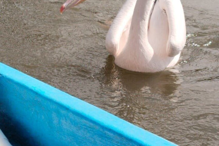 Un cigno bianco in acqua. 5