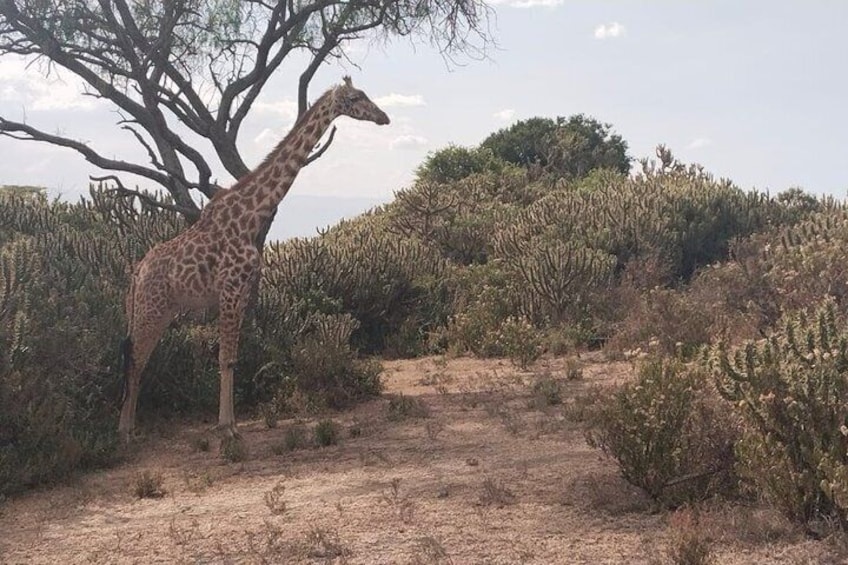 Hell’s Gate, Naivasha & Crescent Island Day Safari 2