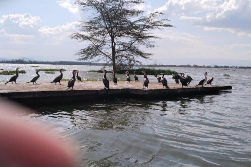 Hell’s Gate, Naivasha & Crescent Island Day Safari 1