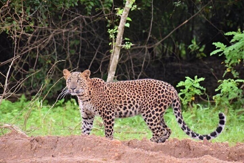 Yala Safari Private tour -4.30am to 12pm.= 51.23$( 06 pax ) 1