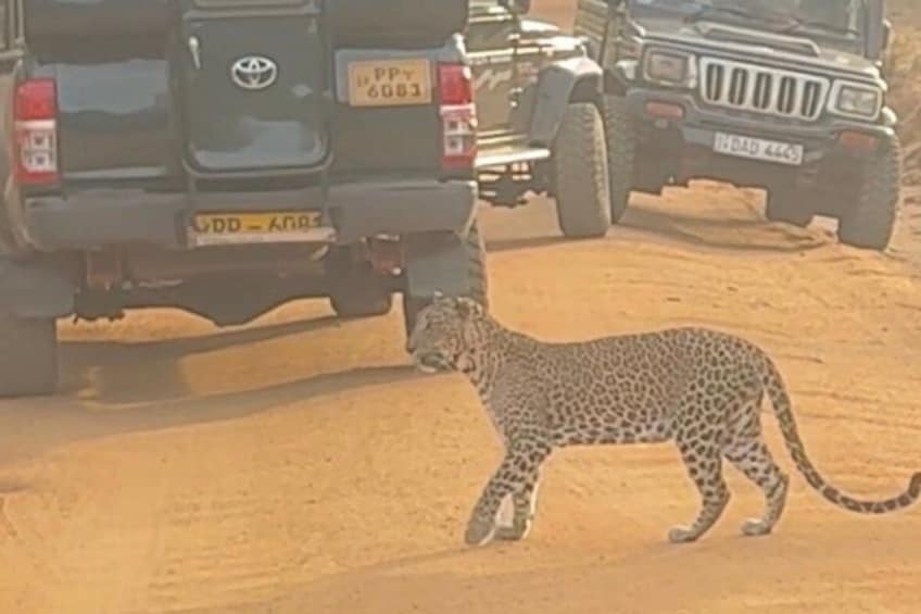 Yala Safari Private tour -4.30am to 12pm.= 51.23$( 06 pax ) 2