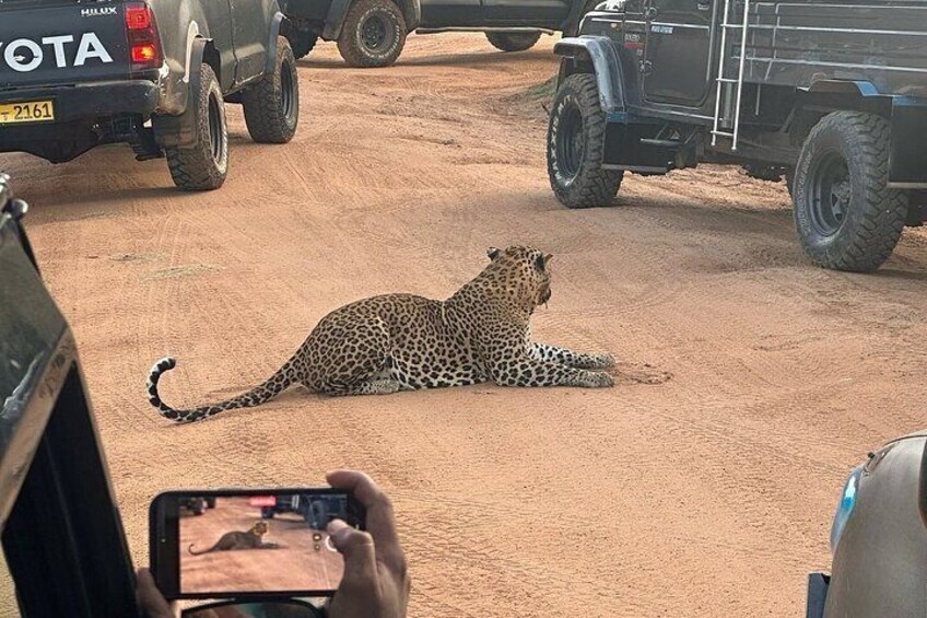 A leopard lying on the ground with vehicles in the background. 1