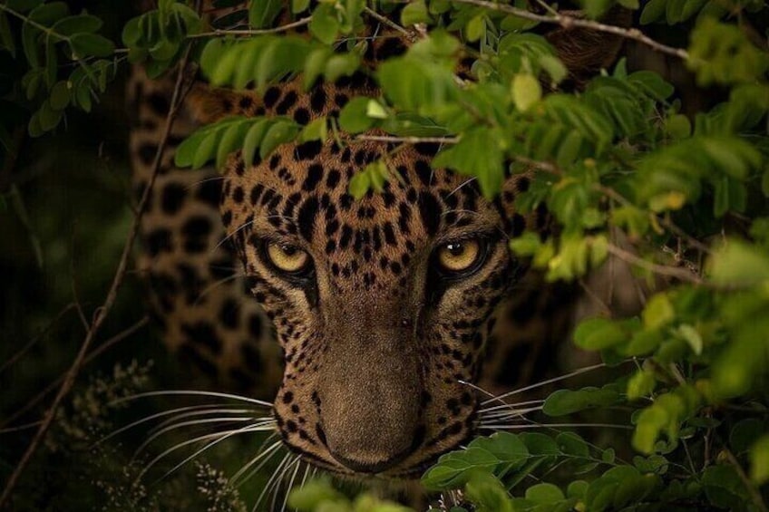 Yala Safari Private tour -4.30am to 12pm.= 51.23$( 06 pax ) 4