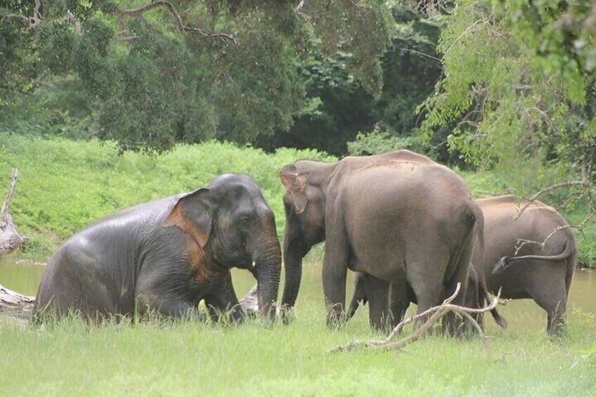 Yala Safari Private tour -4.30am to 12pm.= 44.73$ 5