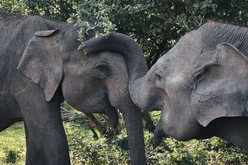 Yala Safari Private tour -4.30am to 12pm.= 44.73$ 3
