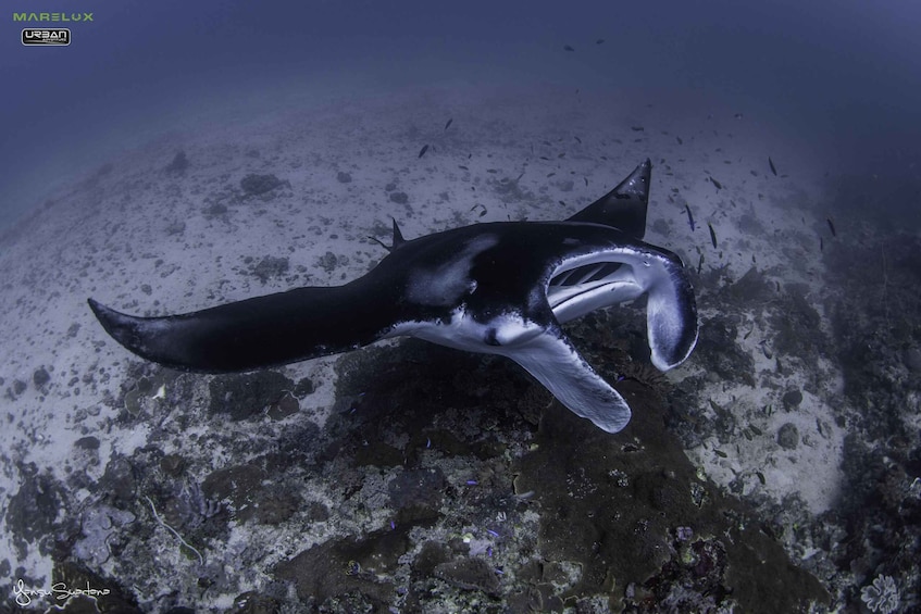 A manta ray swimming near the ocean floor. 3