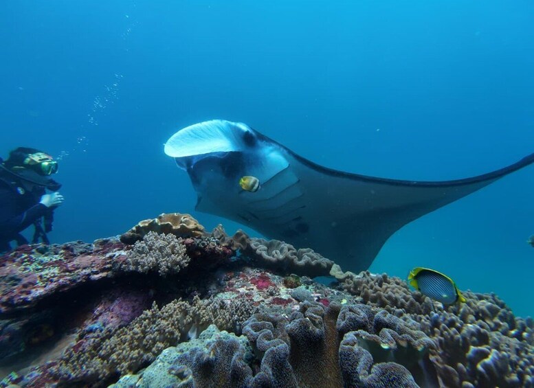 A manta ray swimming near a coral reef with divers in the background. 2
