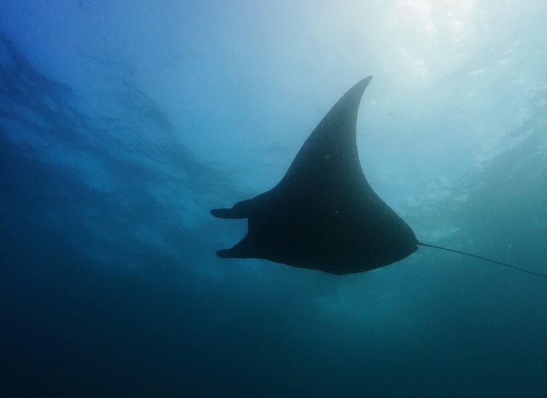 A manta ray swimming underwater. 4