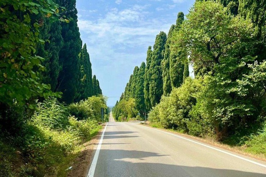 SuperTuscan Wines private tour from Lucca Pisa or Livorno Port 1