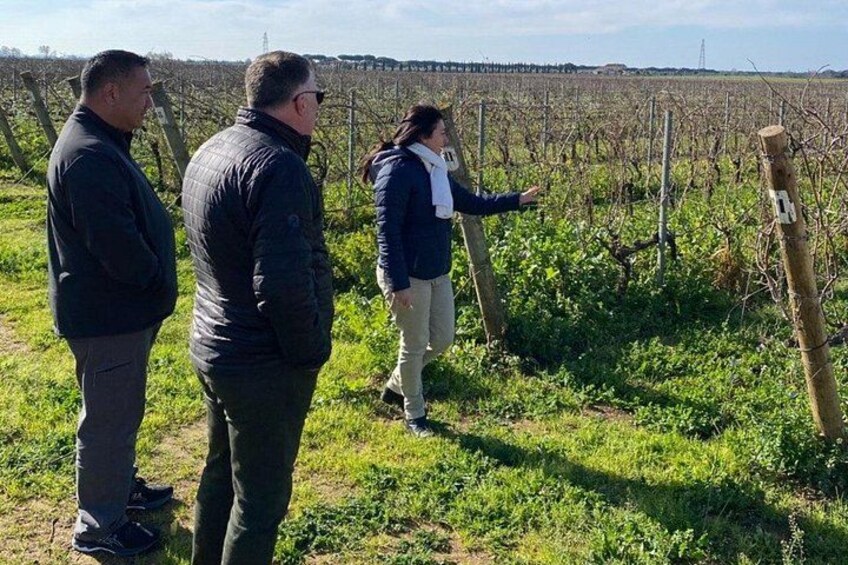 SuperTuscan Wines private tour from Lucca Pisa or Livorno Port 3