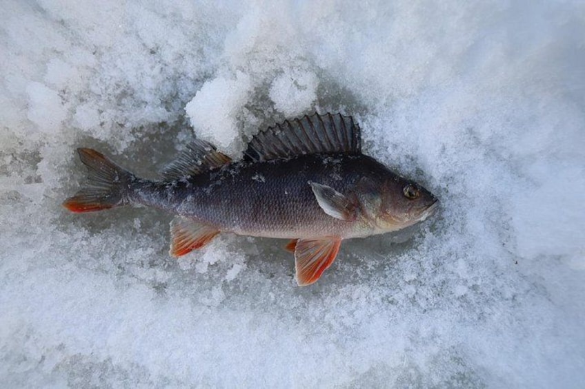 Ice Fishing and Winter BBQ Experience in Finnish Wilderness 3