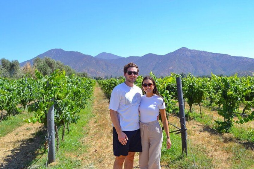 A vineyard with rows of grapevines, a clear sky, and mountains in the background. 4
