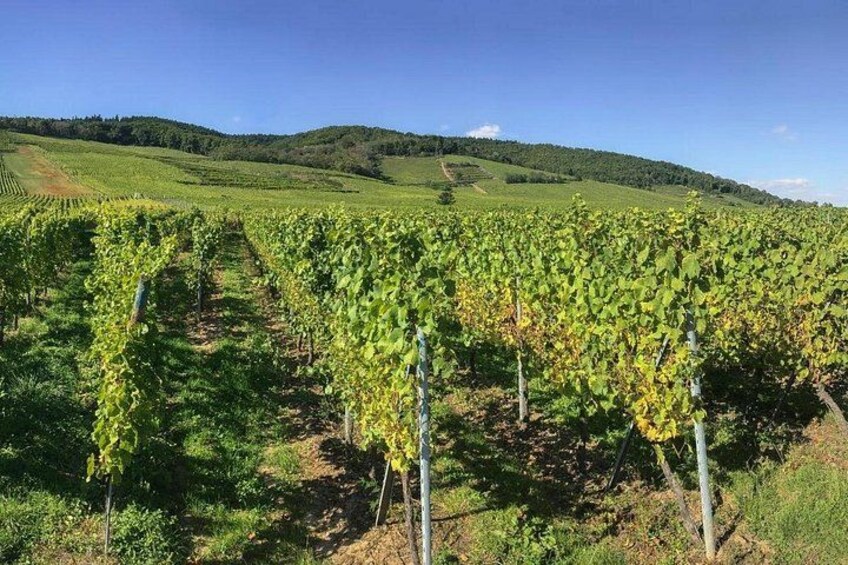 A vineyard with rows of grapevines under a clear sky. 2