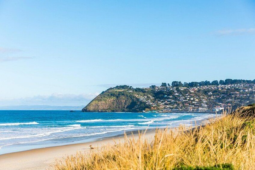 Private Shore Tour – Discover Dunedin & Otago Peninsula 2