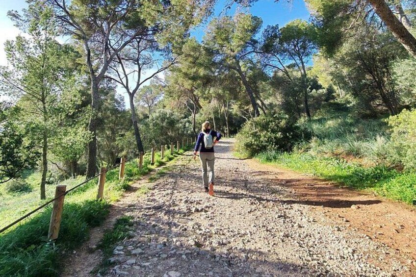 Palma Forest and Old Town E-bike tour and Bellver Castle Hike 5