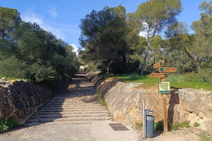 Palma Forest and Old Town E-bike tour and Bellver Castle Hike 3