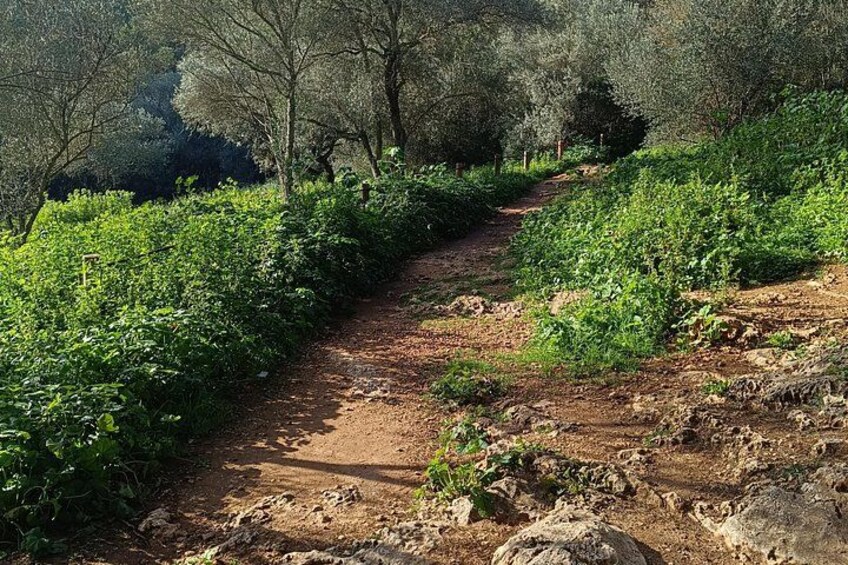 Palma Forest and Old Town E-bike tour and Bellver Castle Hike 2