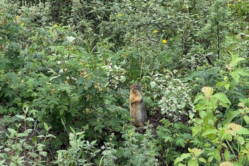 Wildlife, Banff National Park 3