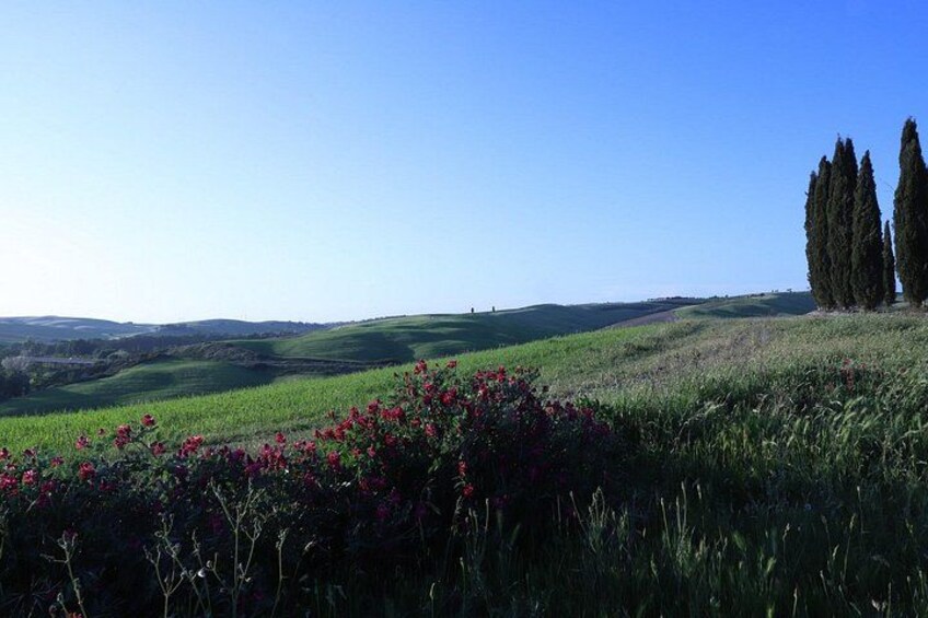 Cipressini of San Quirico d'Orcia 5