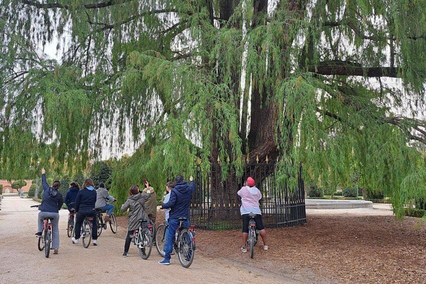 Een groep mensen op fietsen nabij een pad met bomen. 2