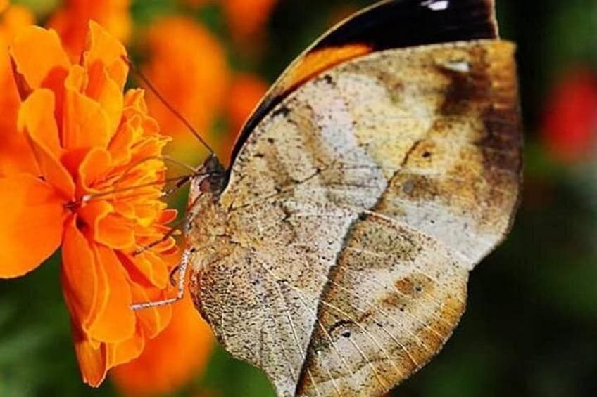 A butterfly with brown and black wings resting on an orange flower. 2