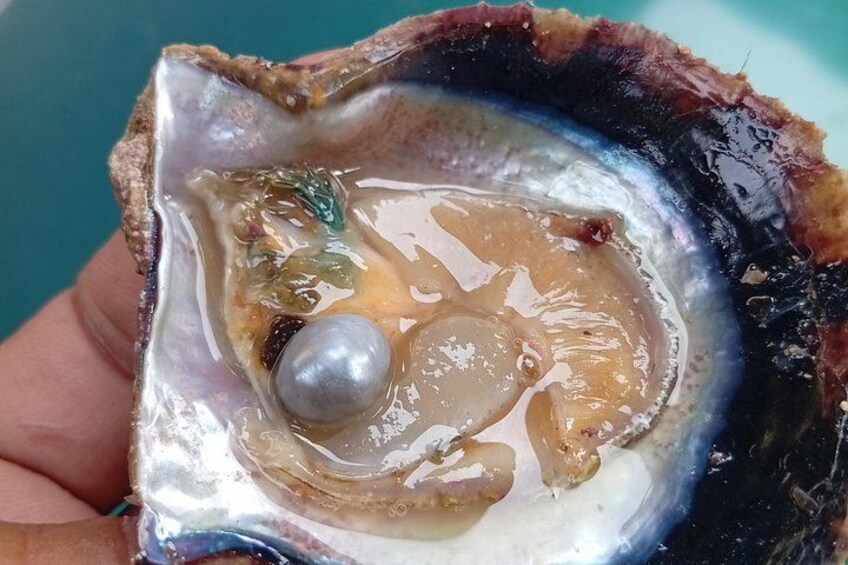 Bahrain UNESCO Pearling Path Tour with Oysters Opening Experience 1