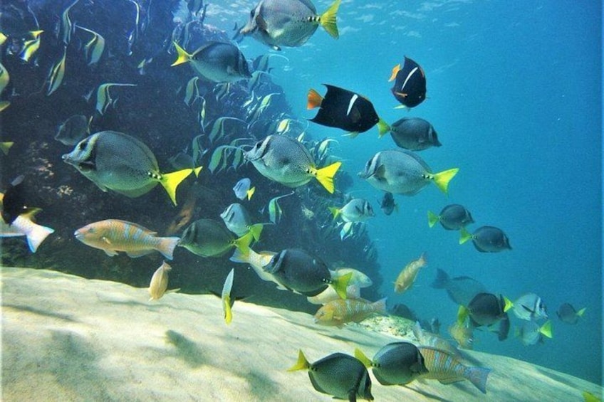 Coronado Island and Snorkel Tour 3