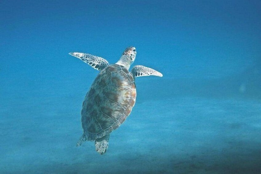 Coronado Island and Snorkel Tour 5