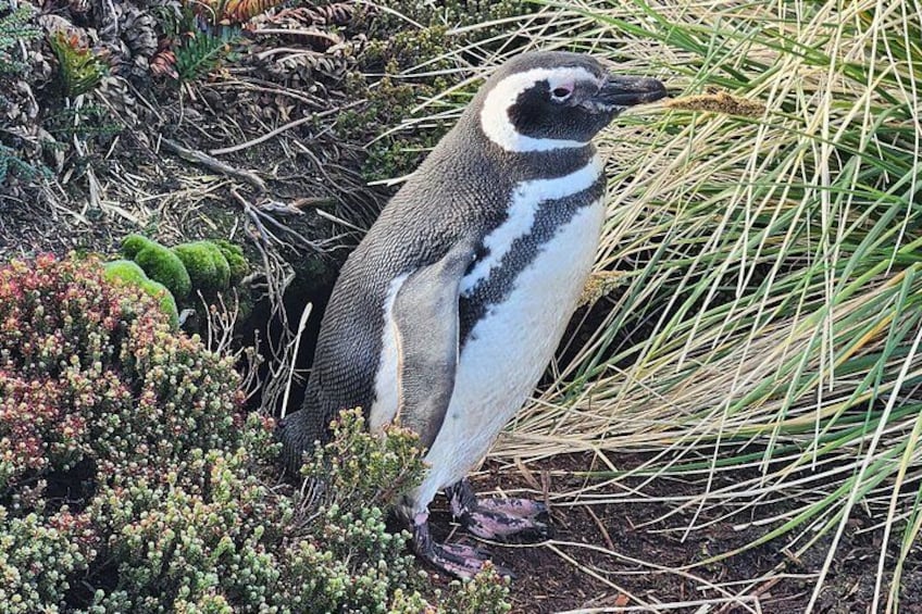 Falkland Islands: Penguin Experience & Stanley Highlights Tour 1