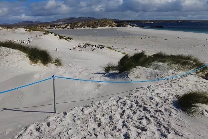 Falkland Islands: Penguin Experience & Stanley Highlights Tour 5
