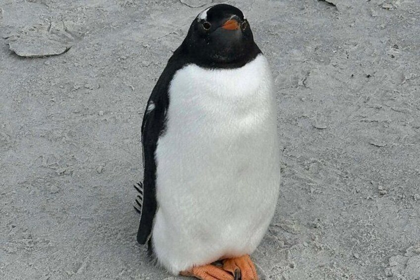En pingvin står på sand. 5
