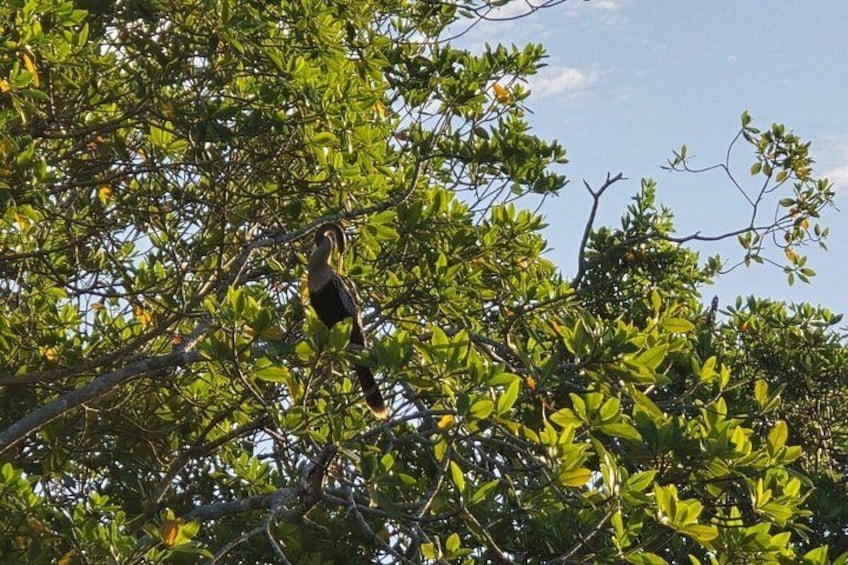 Un oiseau était perché sur une branche d’arbre, au milieu d’un feuillage dense. 5