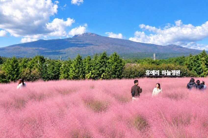 A field of pink flowers with a mountain in the background. 1