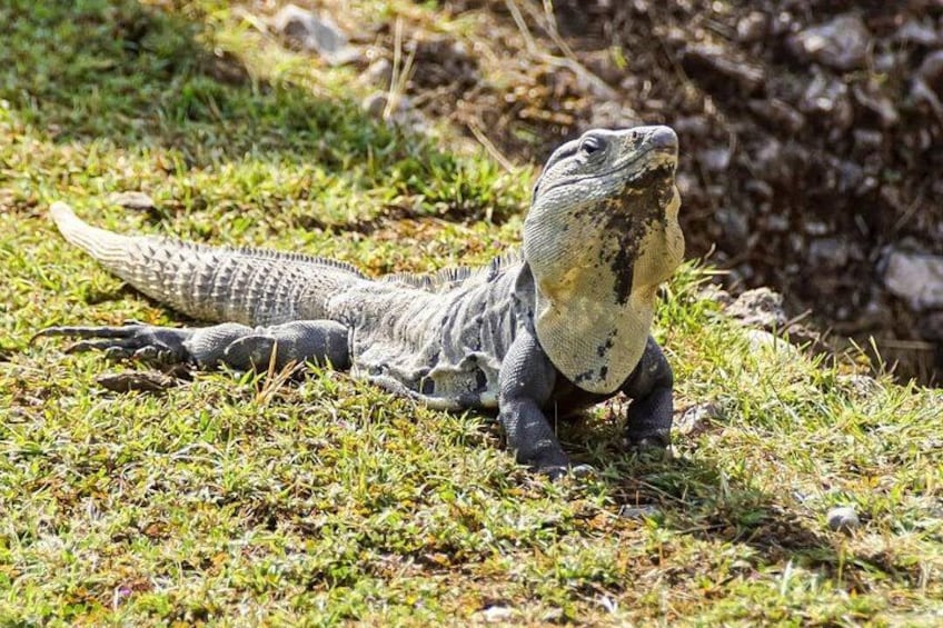 Un gran lagarto sobre la hierba. 4