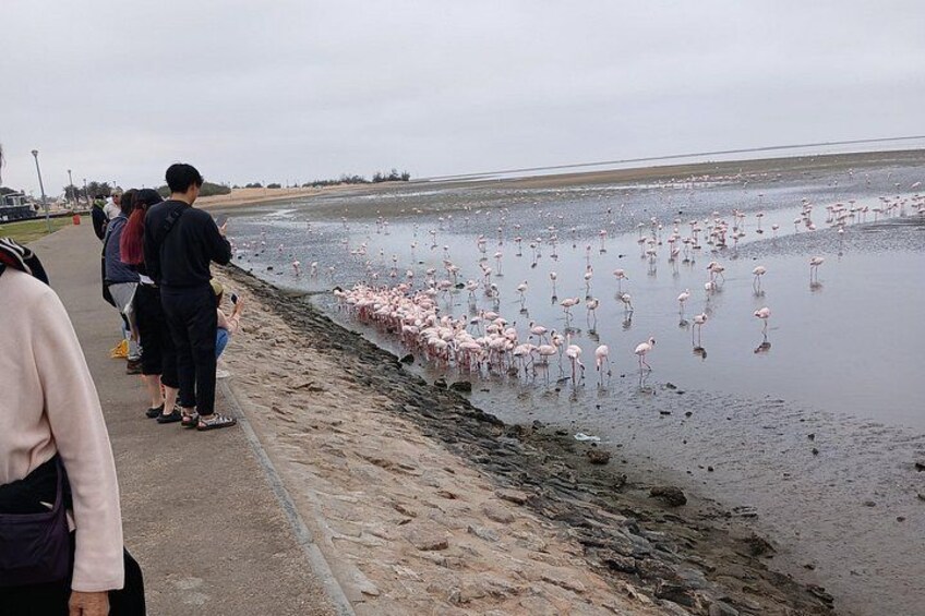 A beach with people observing flamingos in the water. 3