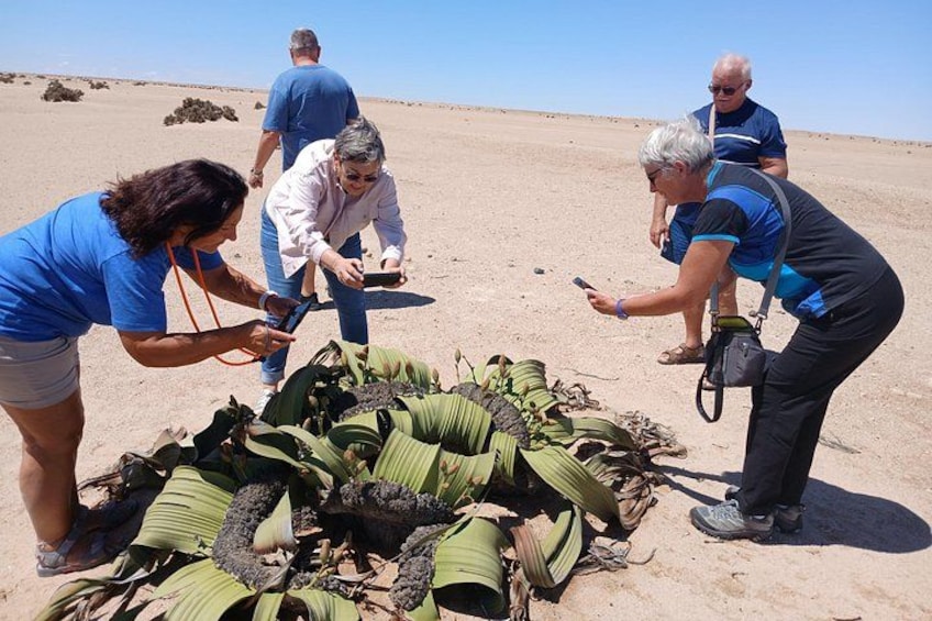A group of people examining a large number of green plant leaves spread out on the ground. 1