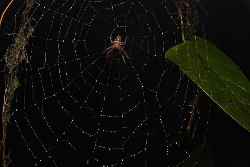 Een spin op een web, met een blad in de buurt. 4