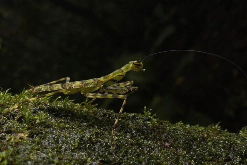 Een groen insect op een mosbedekte ondergrond. 3