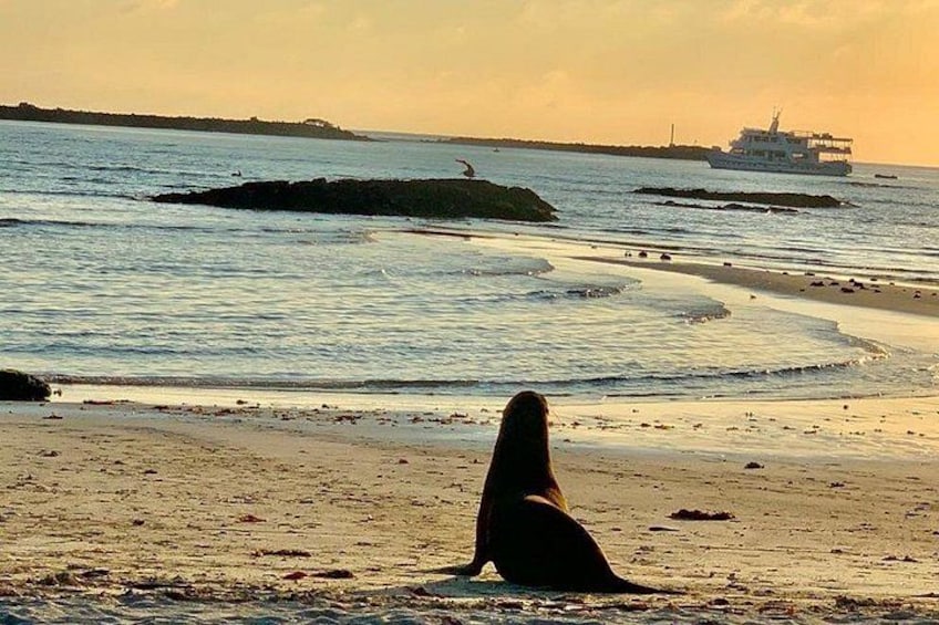 Una playa con una persona sentada sobre la arena, olas y un barco a lo lejos. 1
